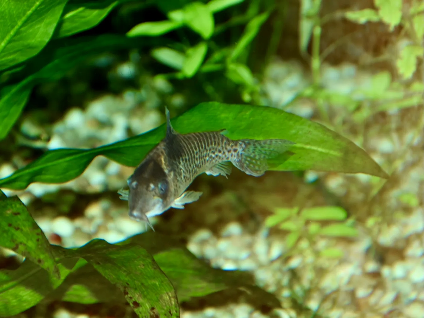 Agassiz's corydoras (Corydoras agassizii)