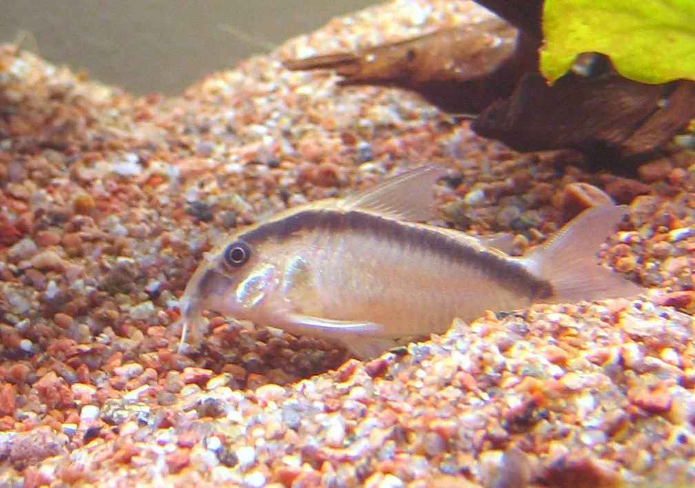 Skunk cory (Corydoras arcuatus)