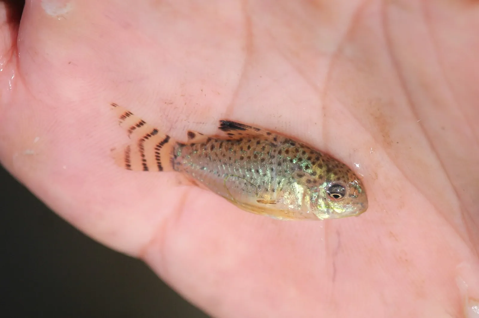 Santa Cruz cory (Corydoras cruziensis)