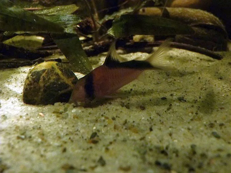 Sands' cory (Corydoras davidsandsi)