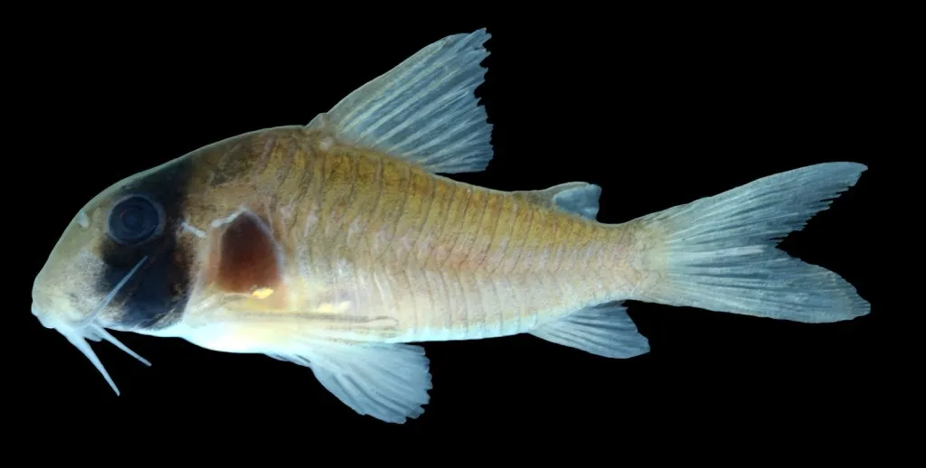 Gray corydoras (Corydoras griseus)