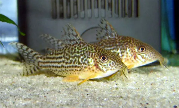 Mosaic corydoras (Corydoras haraldschultzi)