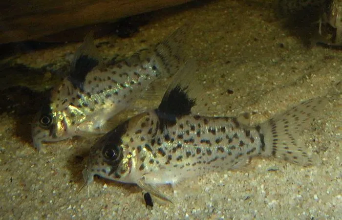 False spotted cory (Corydoras leucomelas)
