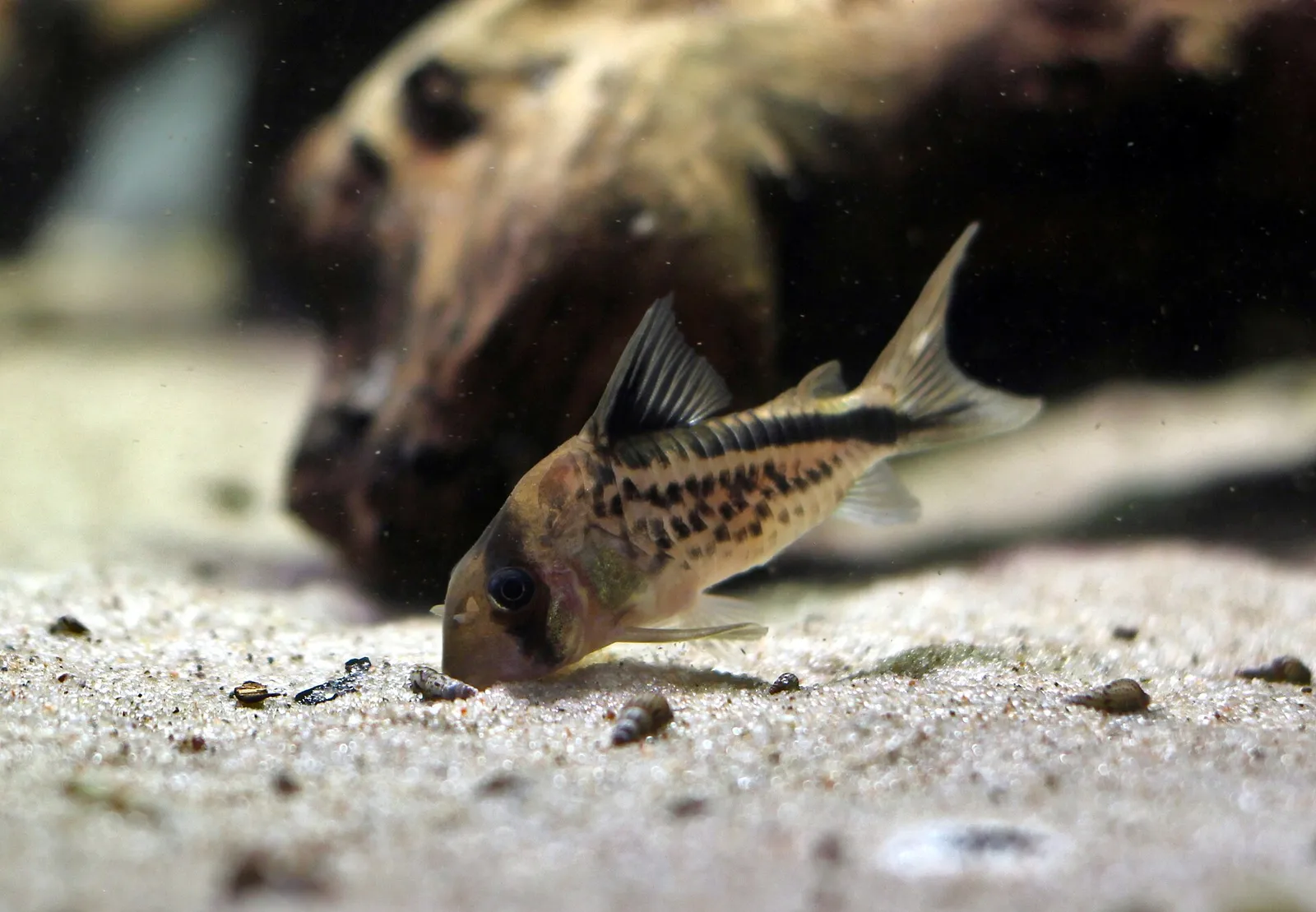 Slant-bar cory (Corydoras loxozonus)