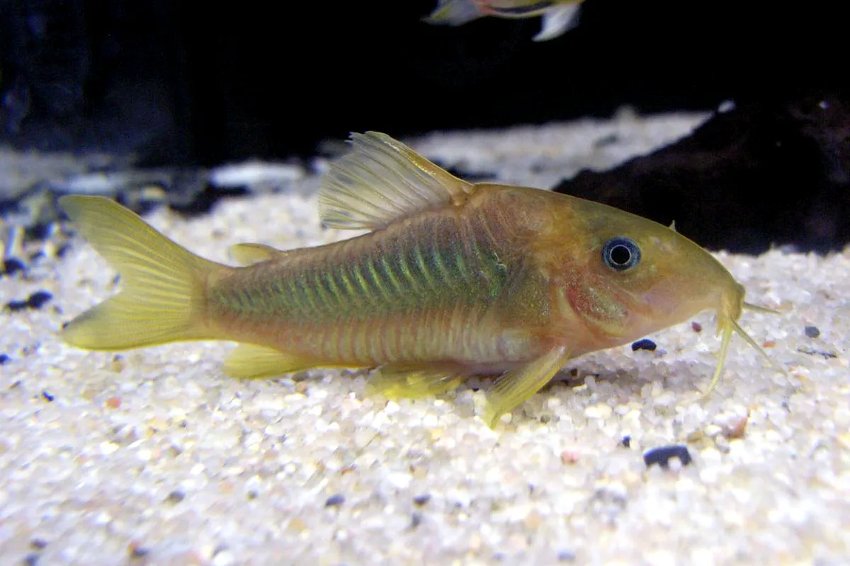 Green-gold cory (Corydoras melanotaenia)