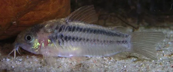 Little corydoras (Corydoras nanus)