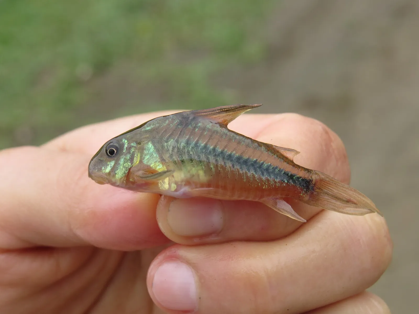 Natterer's cory (Corydoras nattereri)