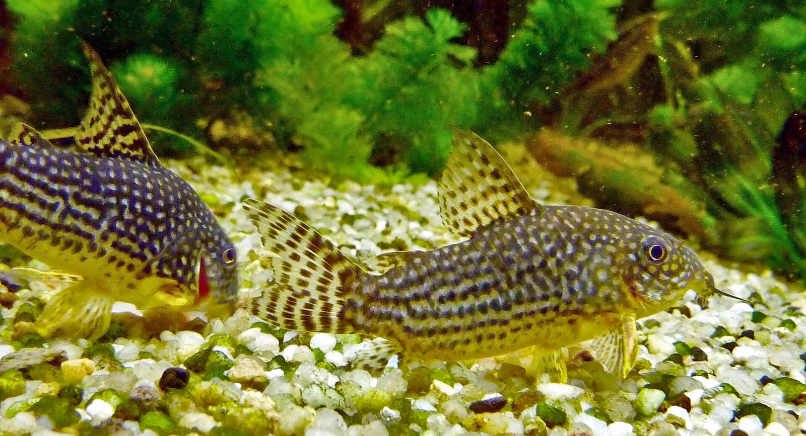 Sterba's cory (Corydoras sterbai)