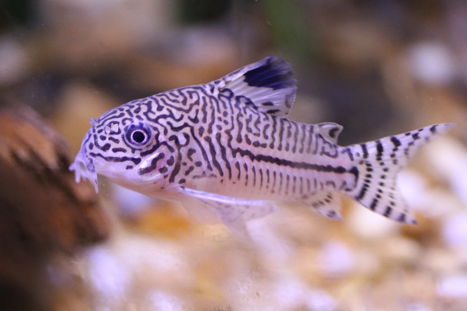 Three-line cory (Corydoras trilineatus)