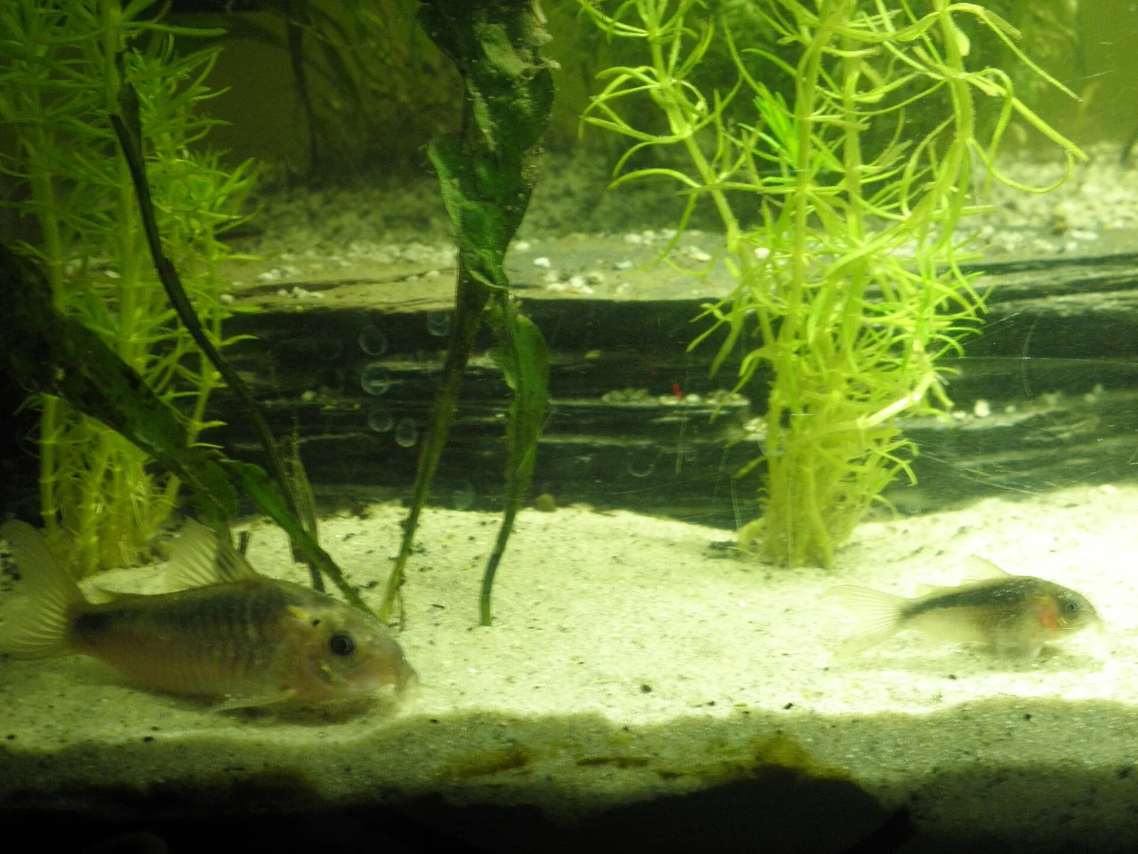 Black band cory (Corydoras zygatus)