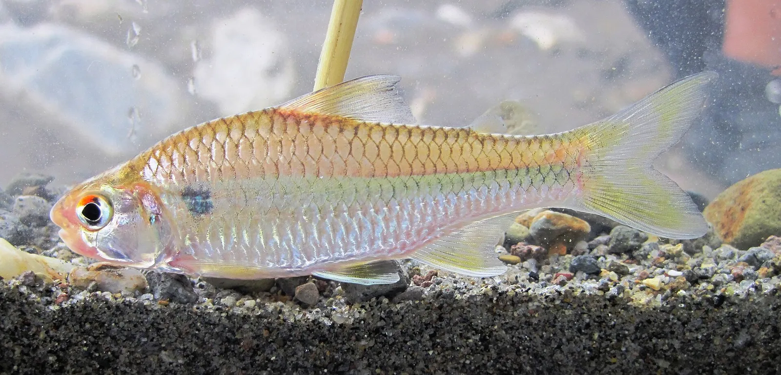 Creagrutus magdalenae