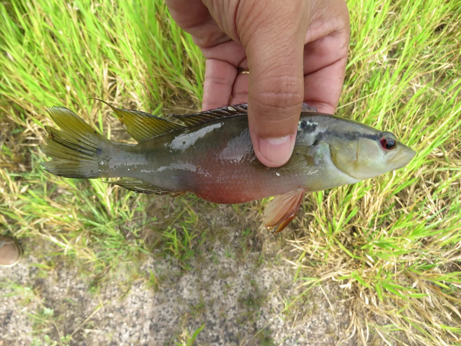 Crenicichla lacustris