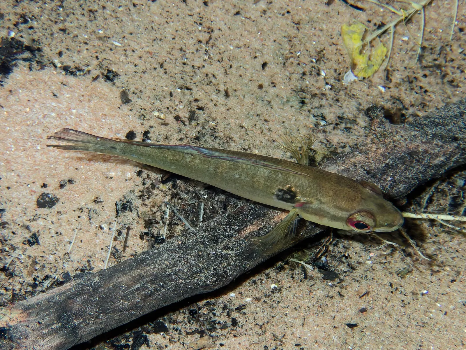 Two-spot pike cichlid (Crenicichla lepidota)