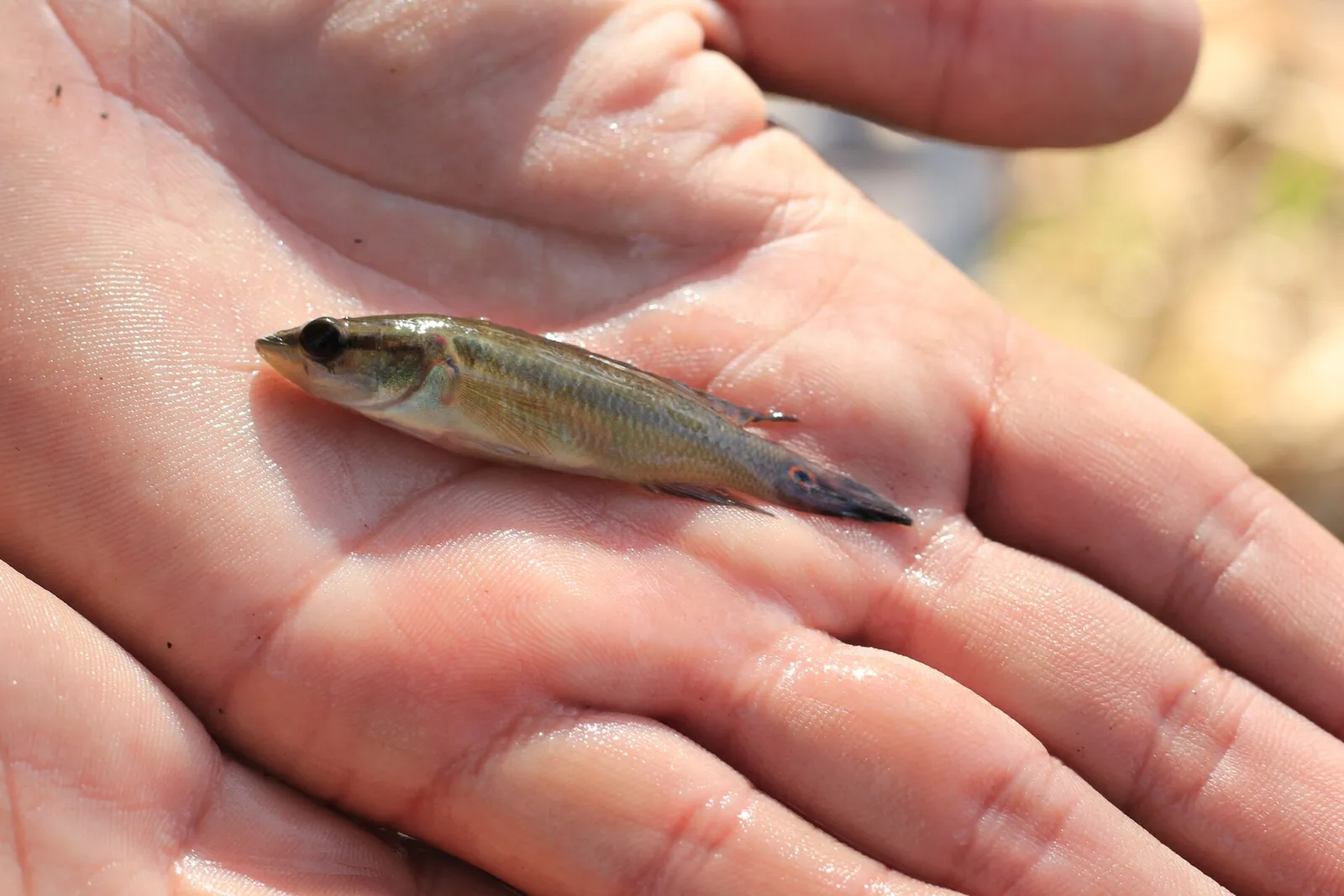 Two-spot pike cichlid (Crenicichla lepidota)