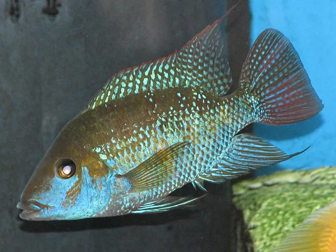 Astatheros robertsoni