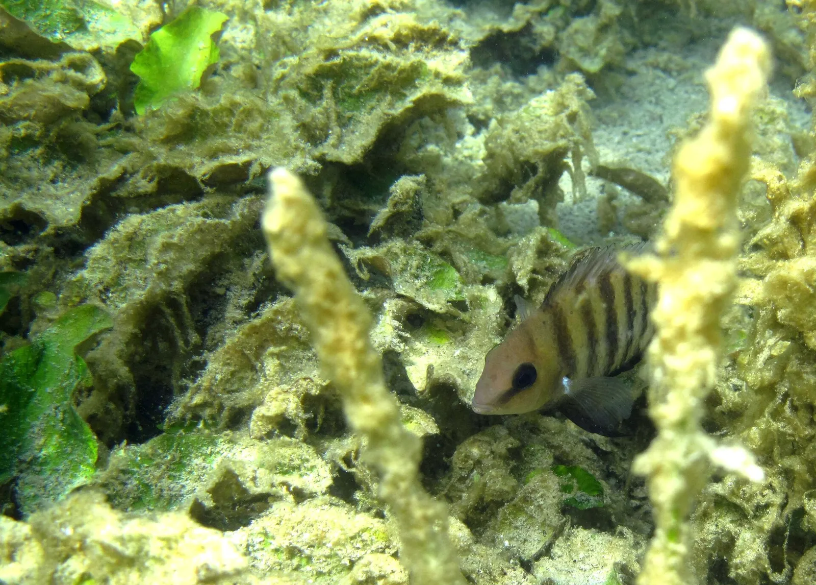 Cryptoheros chetumalensis