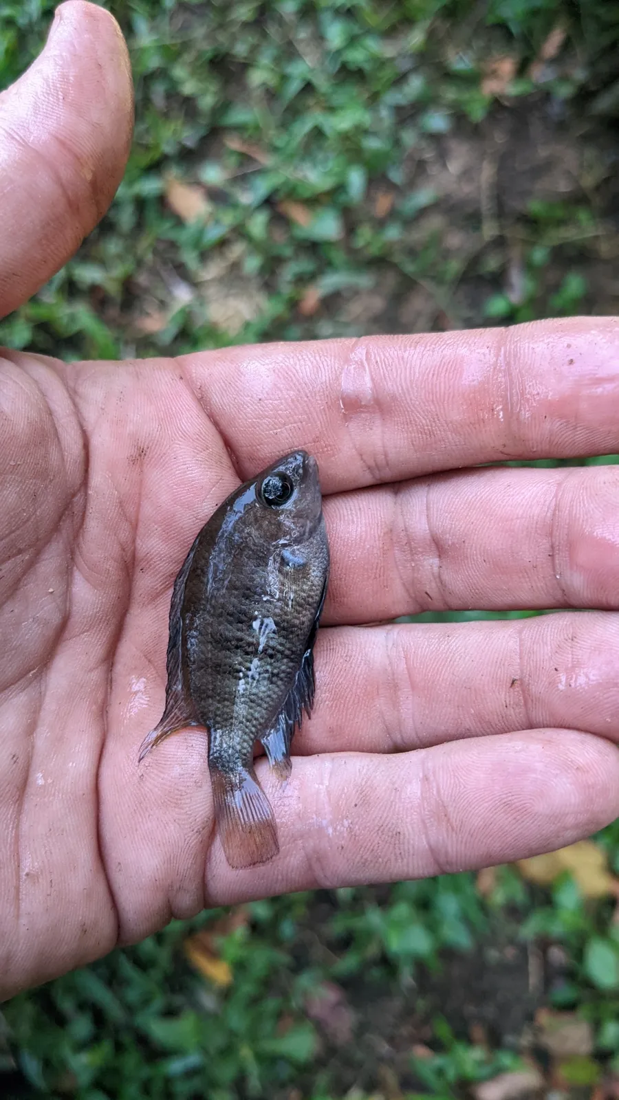Cryptoheros chetumalensis