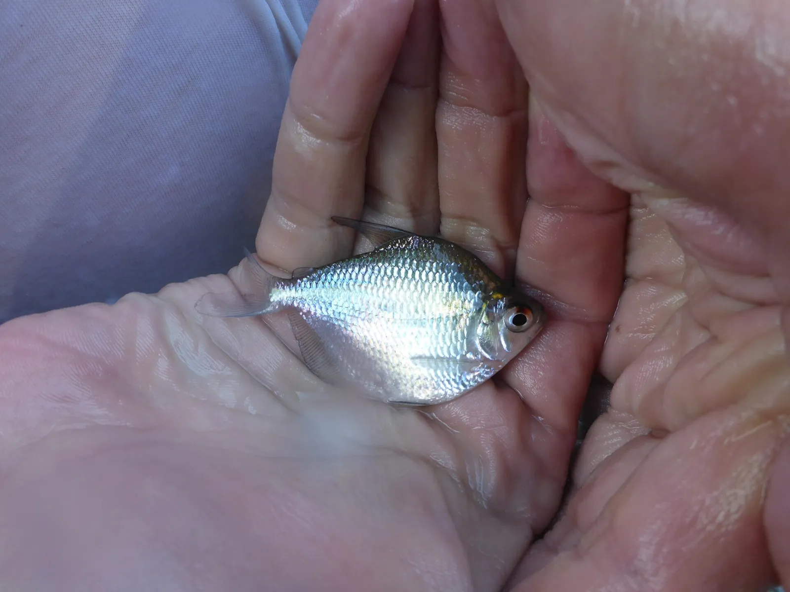 Hauxwell's Tetra (Ctenobrycon hauxwellianus)