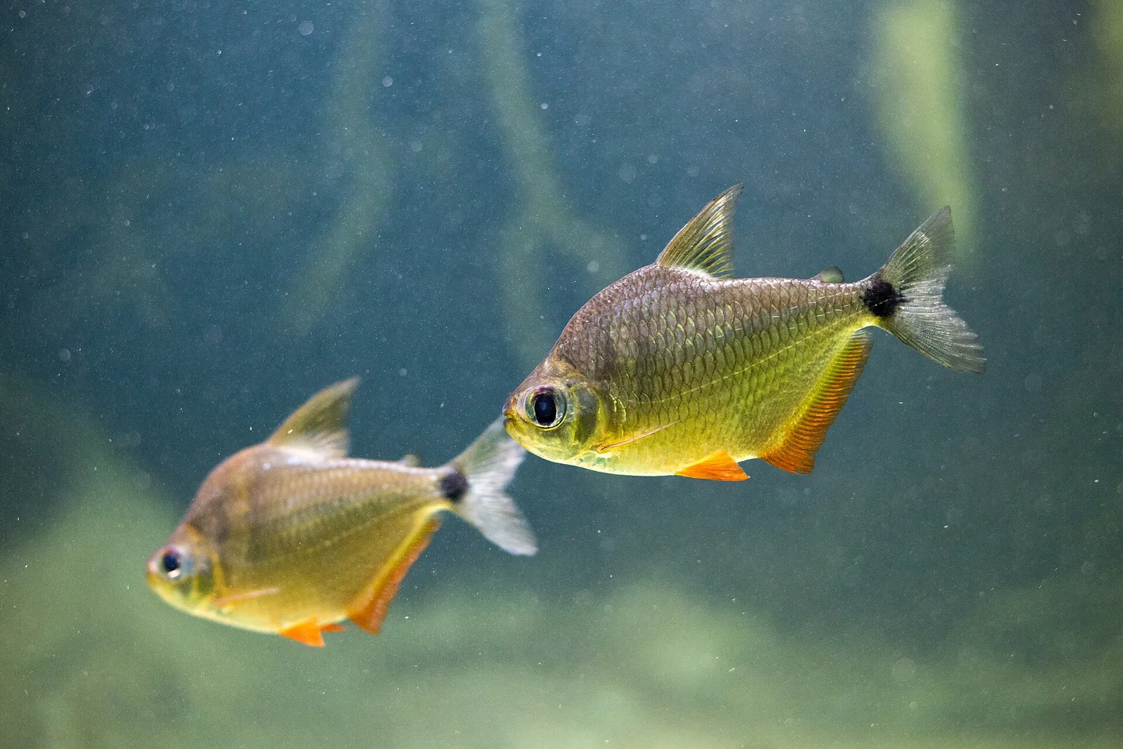 Silver tetra (Ctenobrycon spilurus)