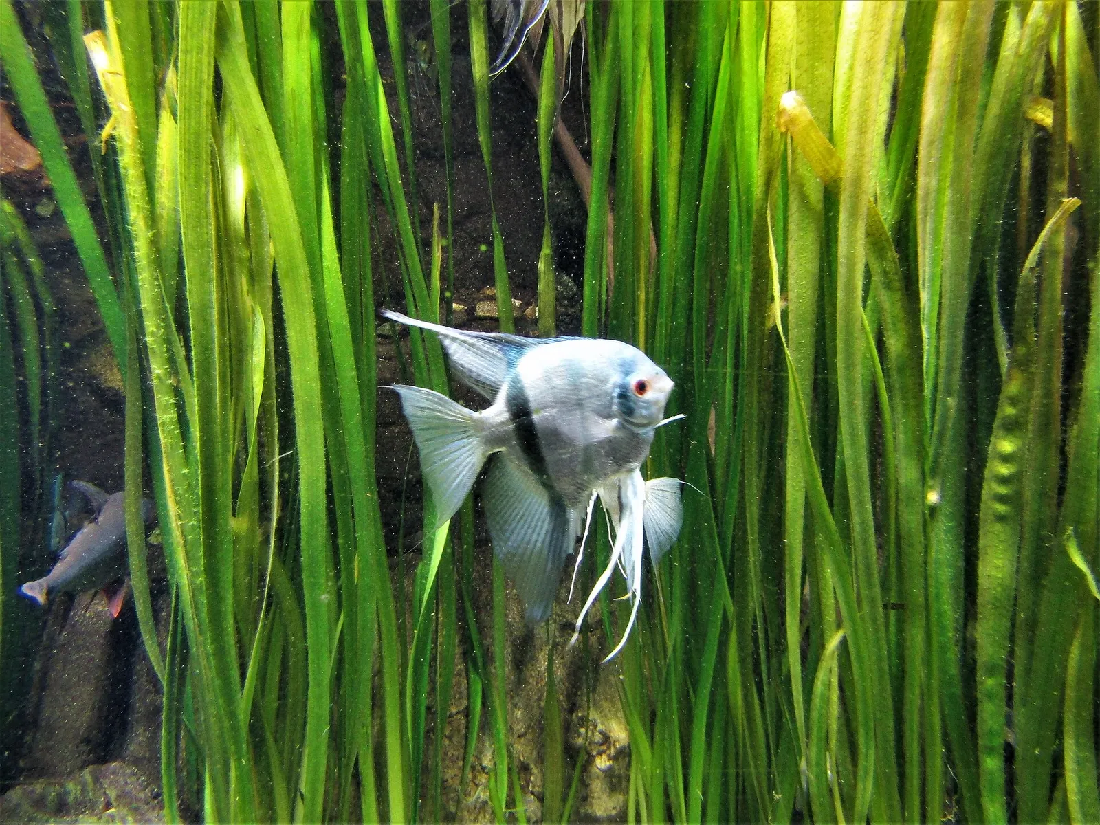 Silver tetra (Ctenobrycon spilurus)
