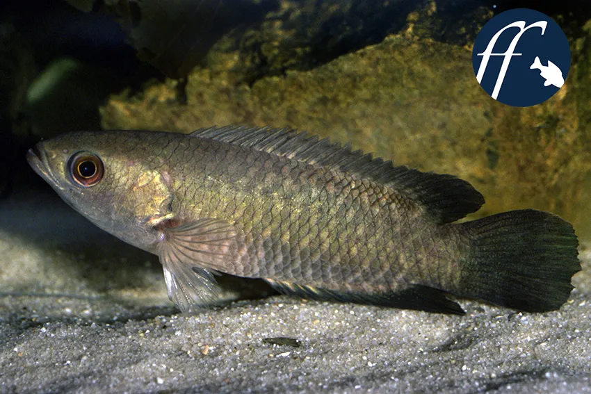 Ctenopoma gabonense