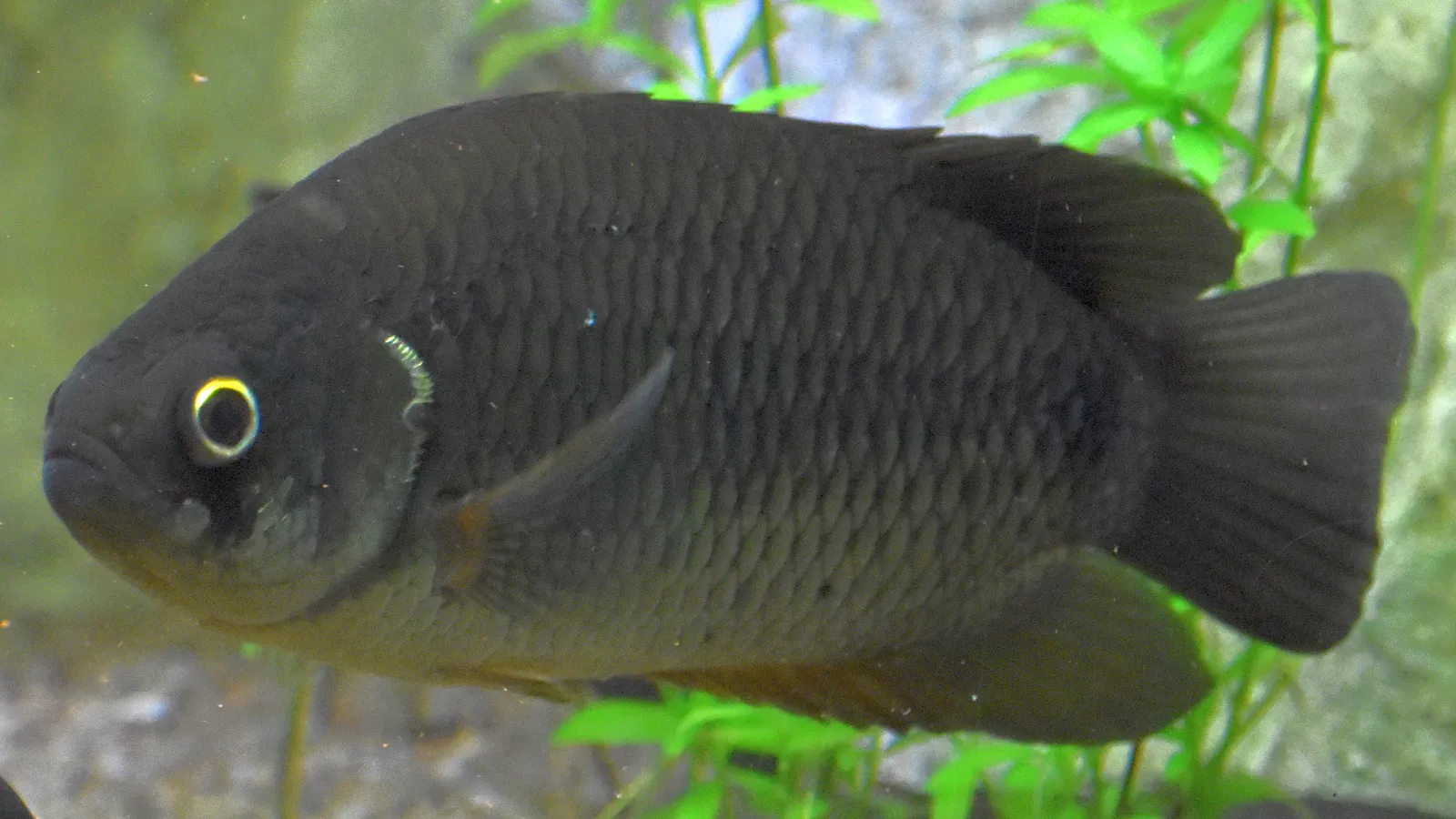 Tailspot ctenopoma (Ctenopoma kingsleyae)