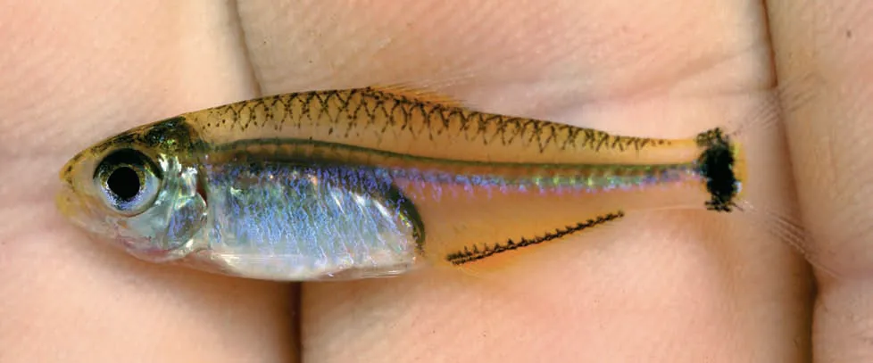 Cyanogaster geisleri