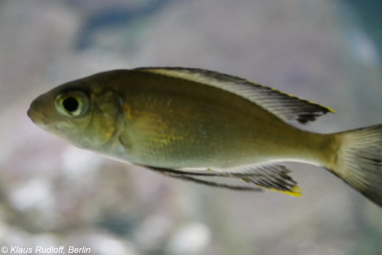 Featherfin Cichlid (Cyathopharynx furcifer)