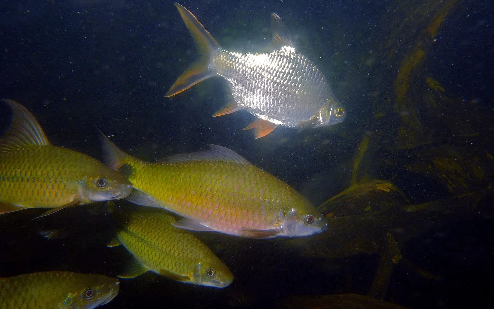 Beardless barb (Cyclocheilichthys apogon)