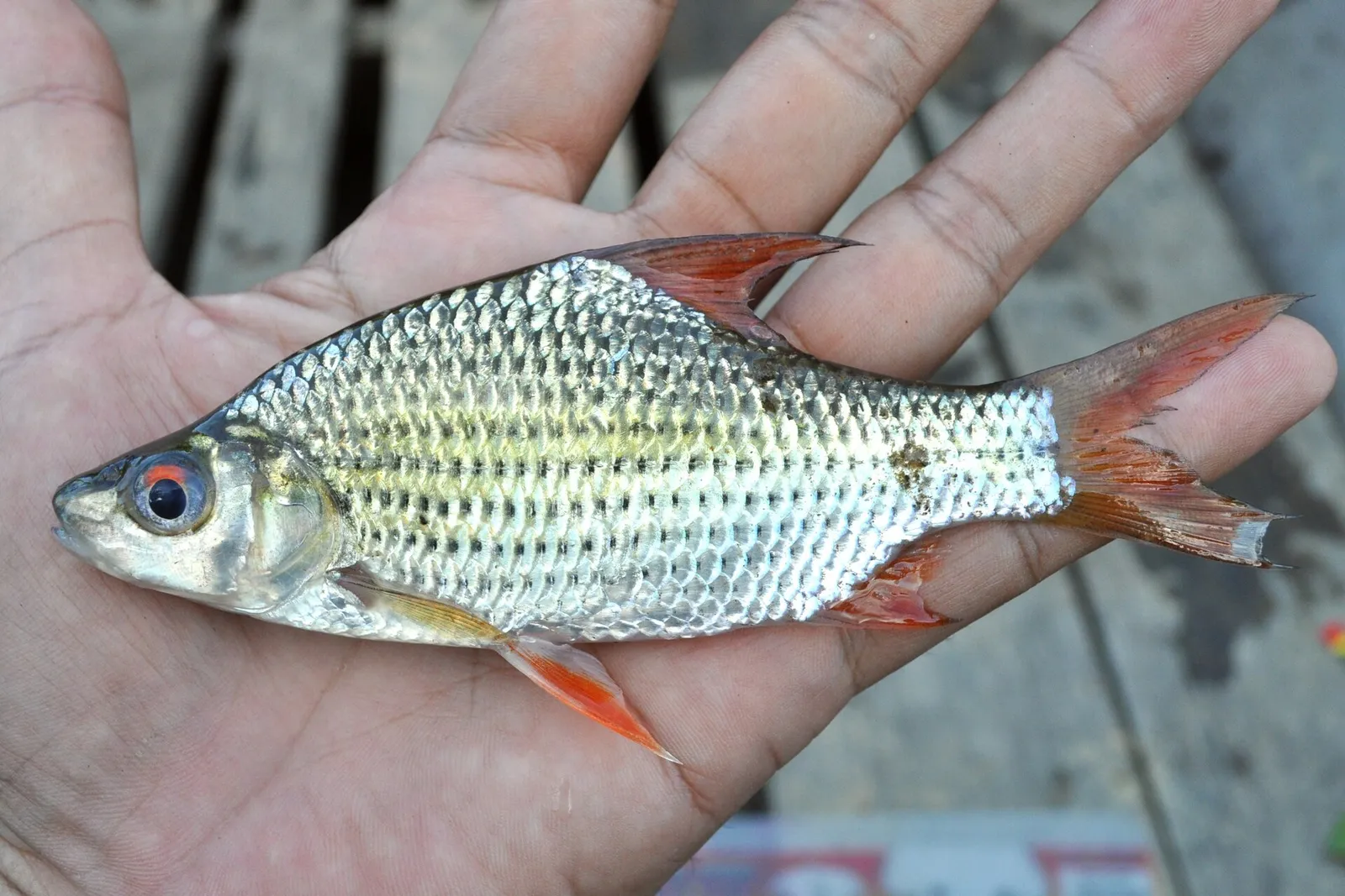 Beardless barb (Cyclocheilichthys apogon)