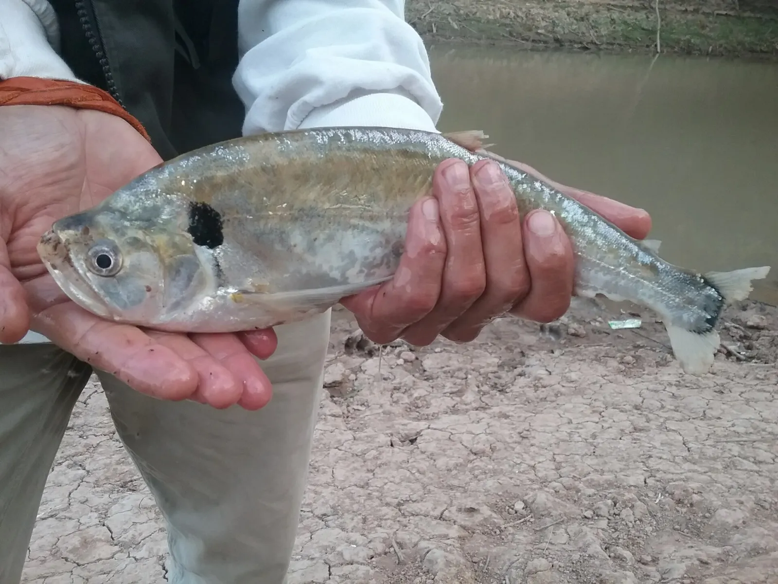 Snub-nosed payara (Cynodon gibbus)
