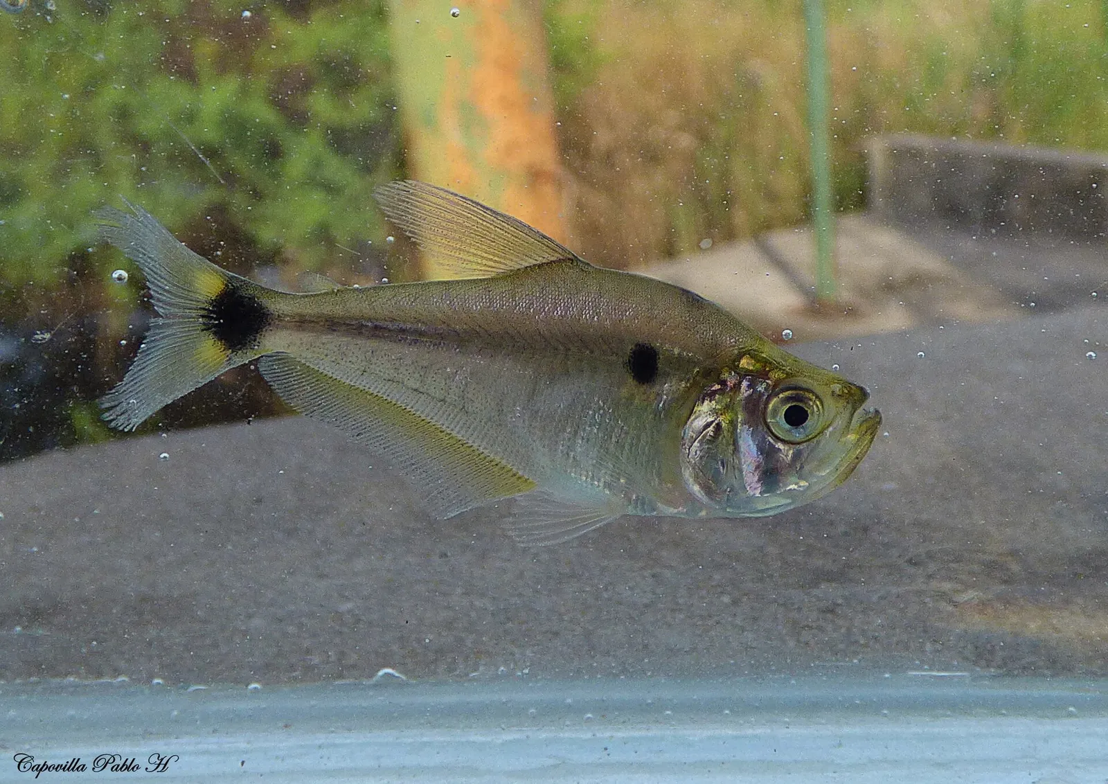 Cynopotamus kincaidi