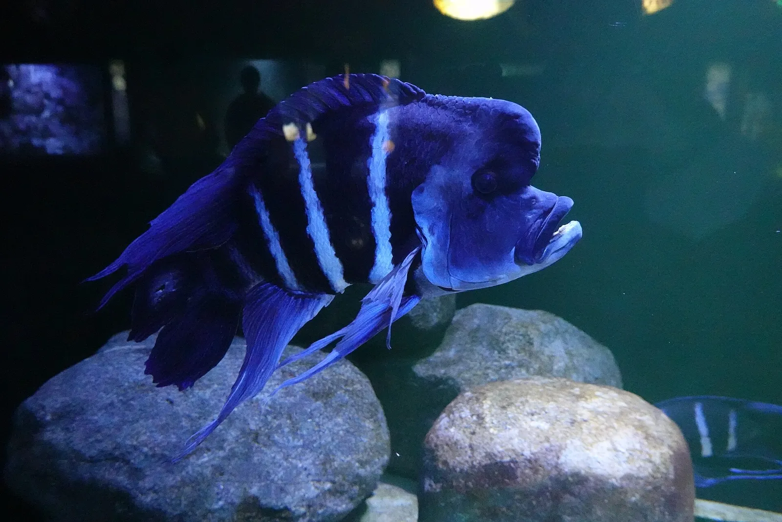 Frontosa (Cyphotilapia gibberosa)