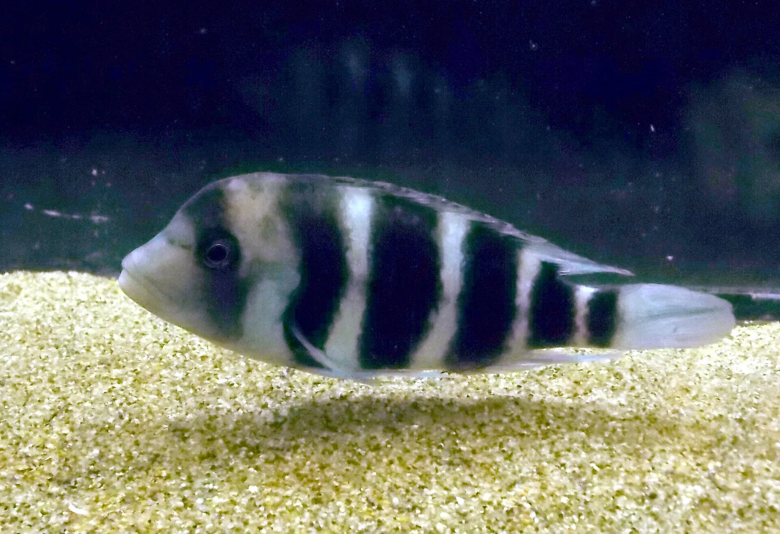 Frontosa (Cyphotilapia gibberosa)
