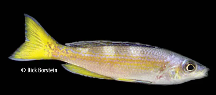 Cyprichromis leptosoma