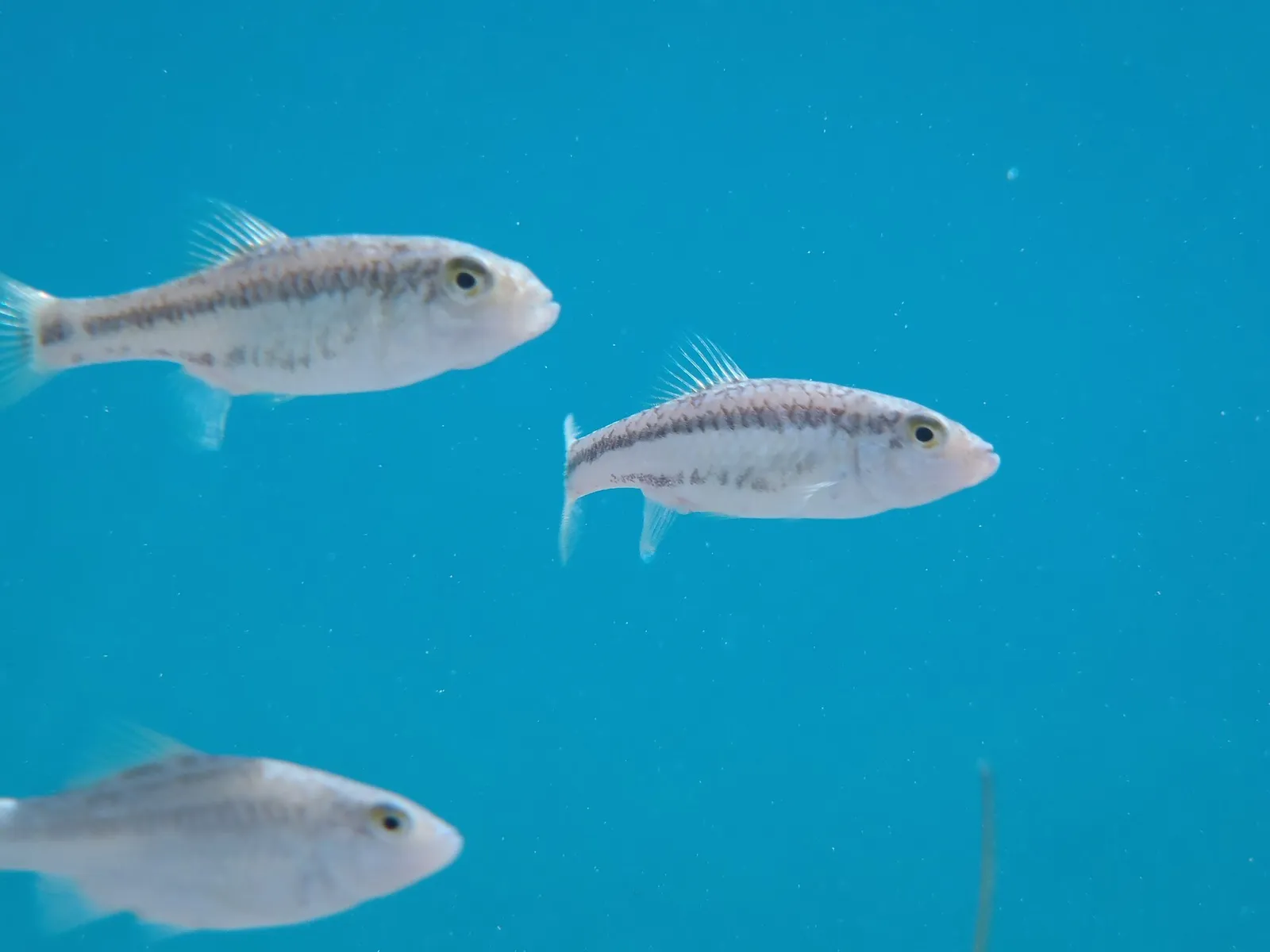 Cuatro Ciénegas pupfish (Cyprinodon bifasciatus)
