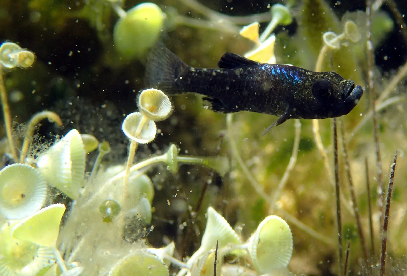 Scale-eating pupfish (Cyprinodon desquamator)