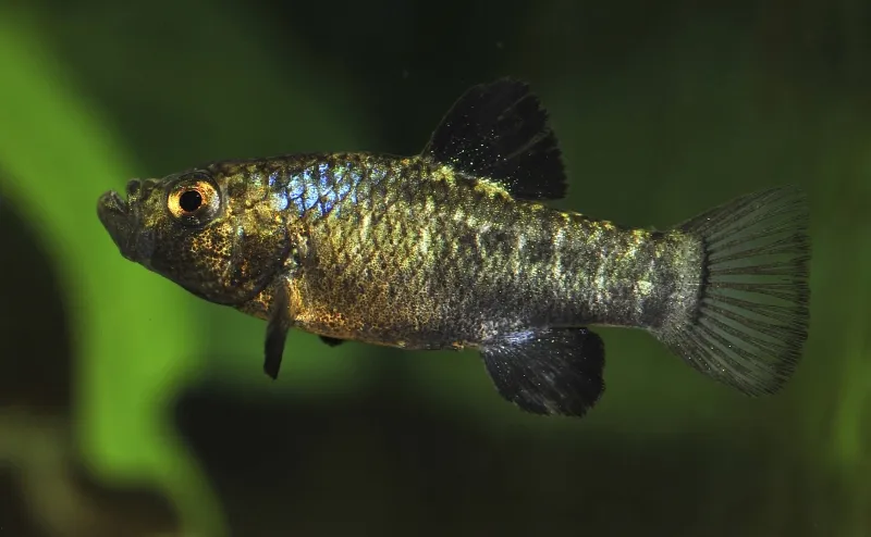 Scale-eating pupfish (Cyprinodon desquamator)
