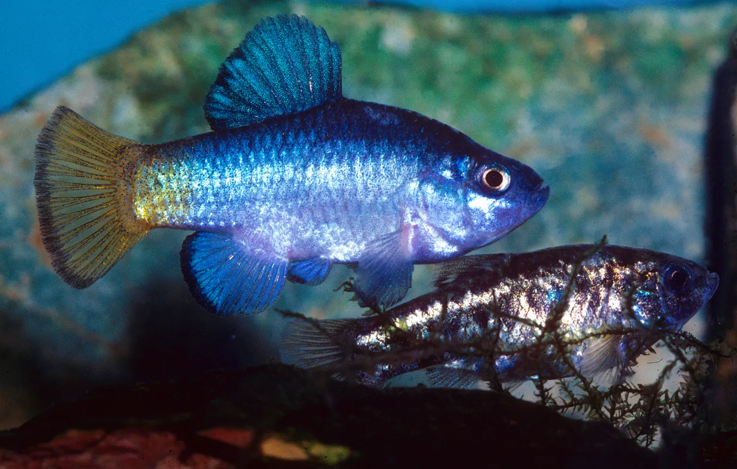 Desert pupfish (Cyprinodon macularius)