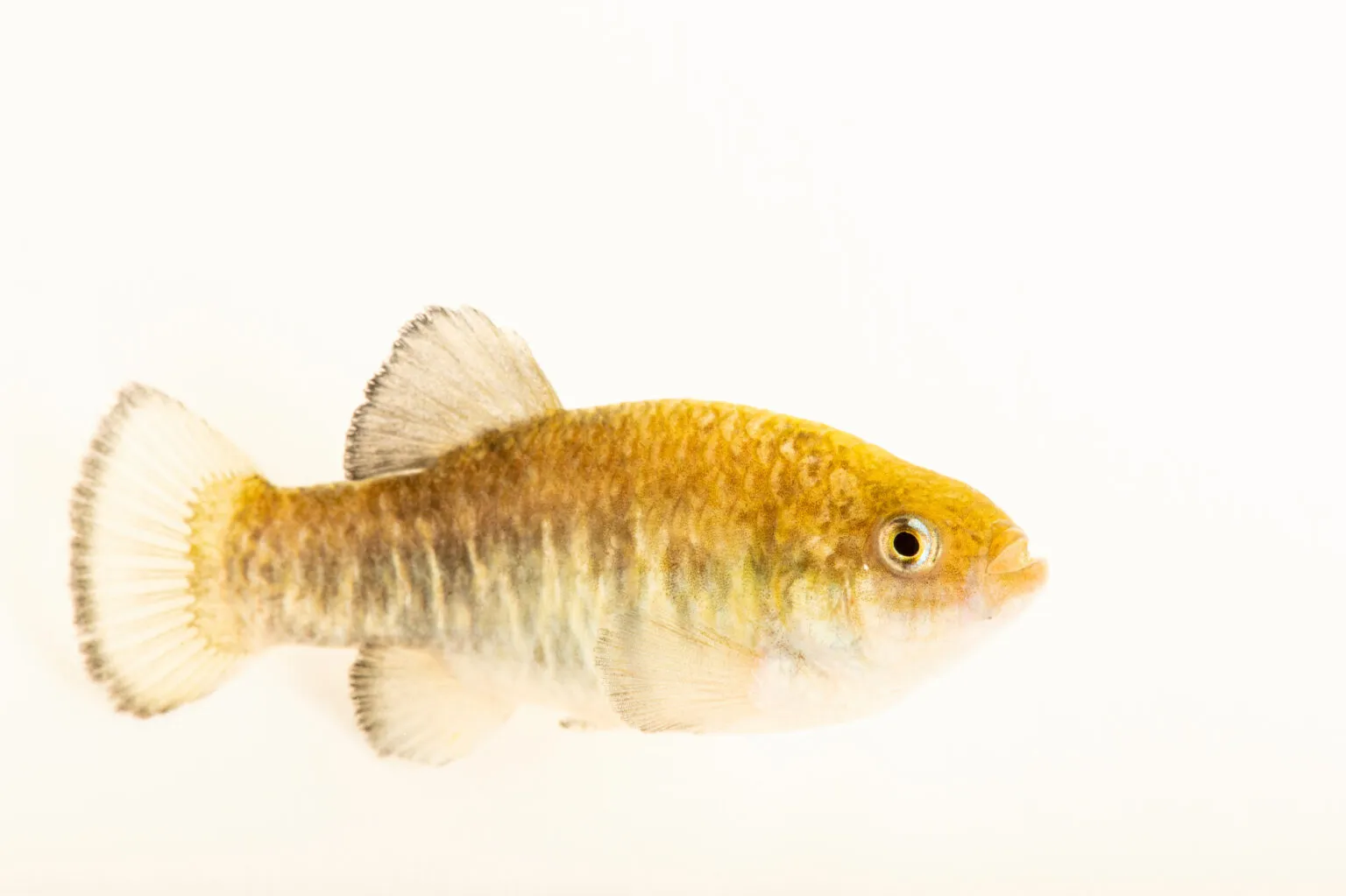 Amargosa pupfish (Cyprinodon nevadensis)