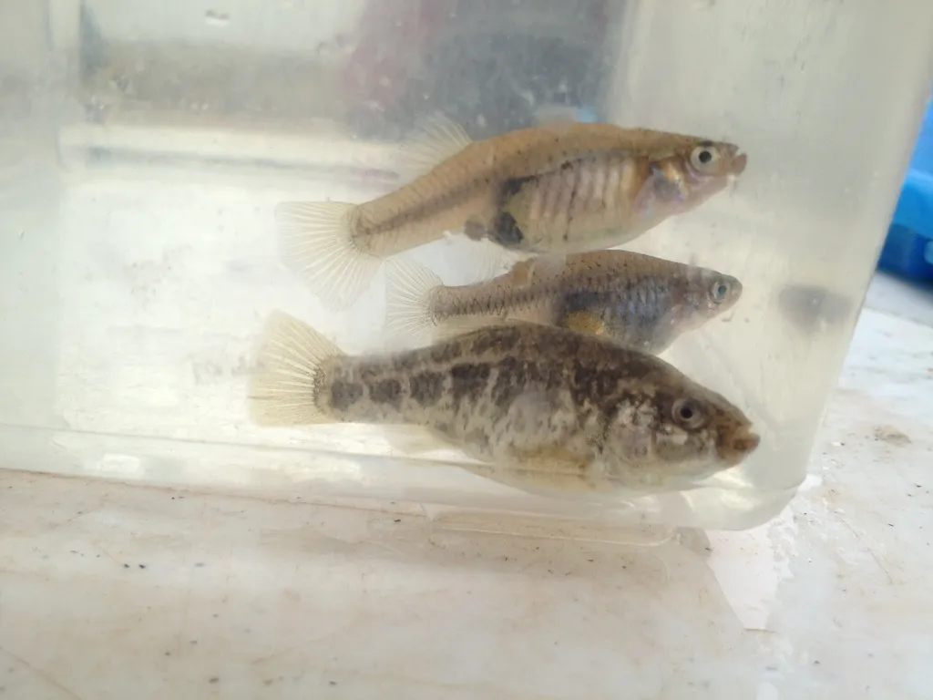 Pecos pupfish (Cyprinodon pecosensis)