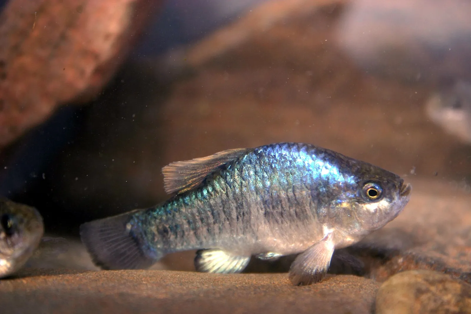 Owens pupfish (Cyprinodon radiosus)