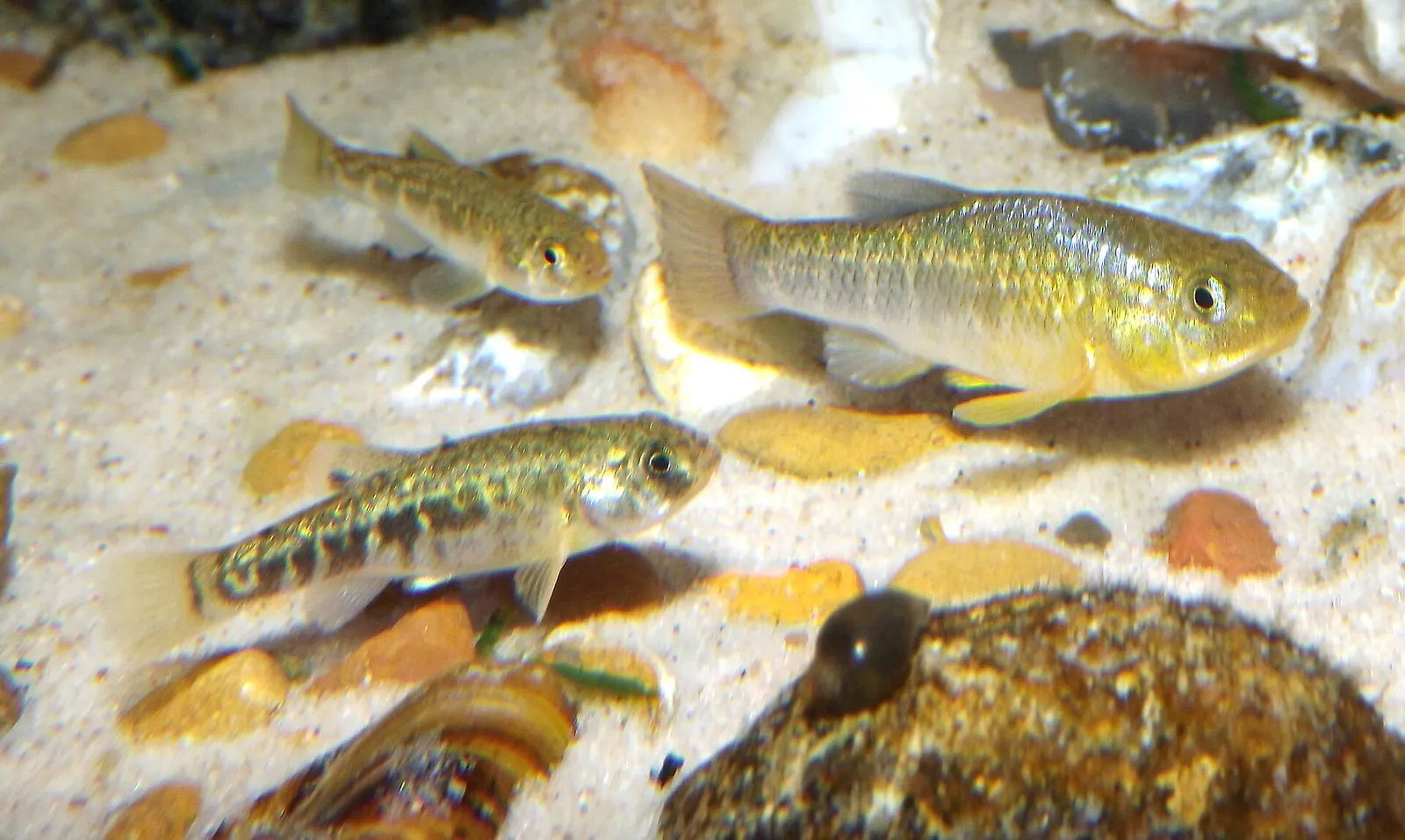 Red River pupfish (Cyprinodon rubrofluviatilis)