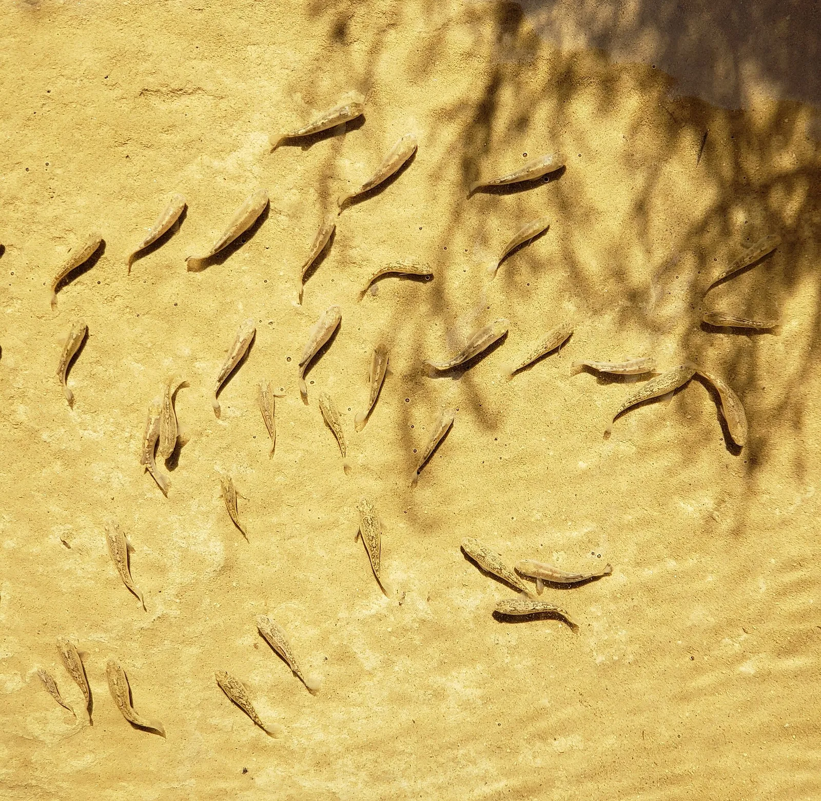 Salt Creek pupfish (Cyprinodon salinus)