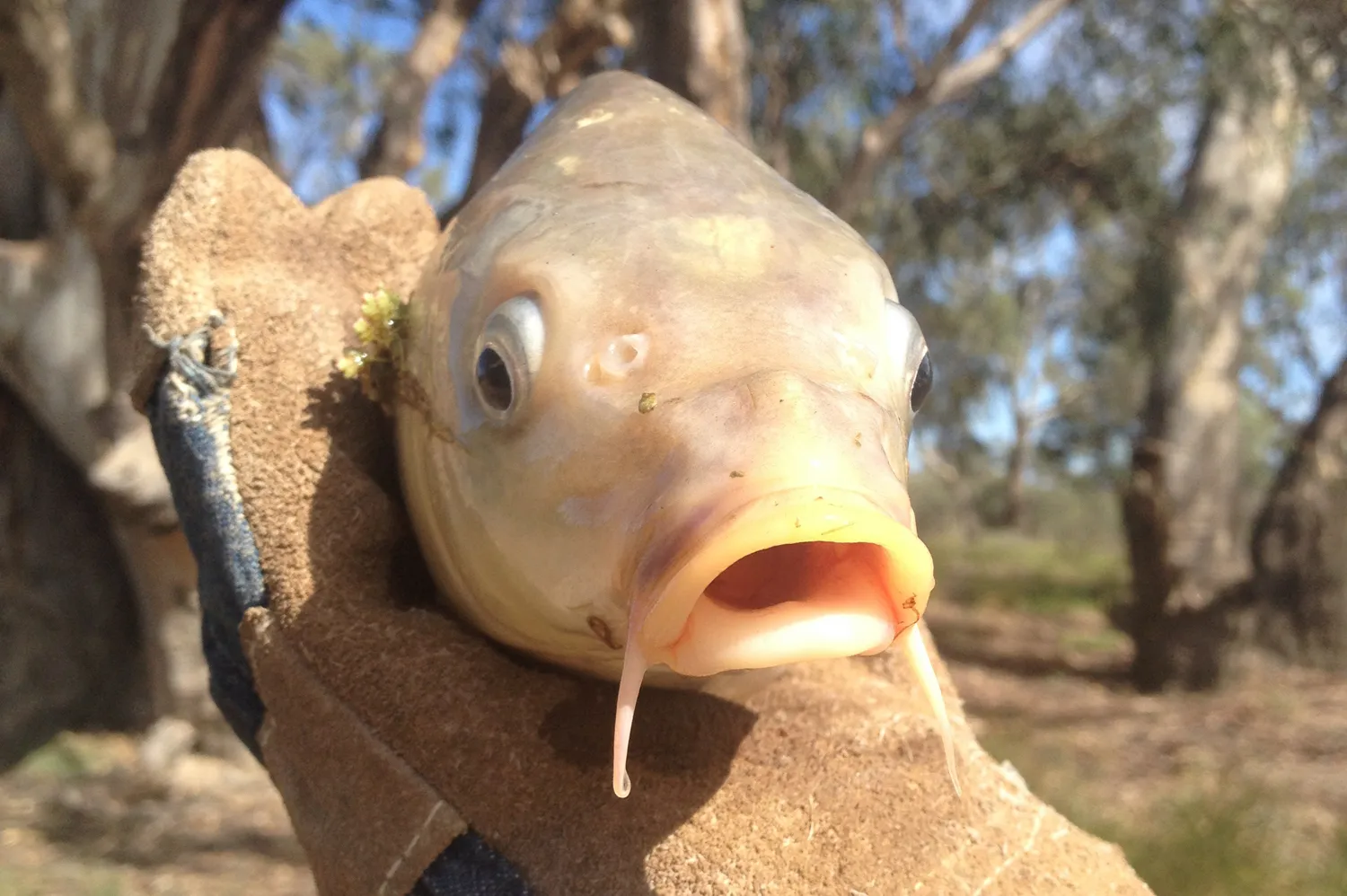 Common carp (Cyprinus carpio)