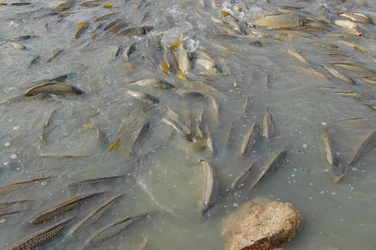 Common carp (Cyprinus carpio)