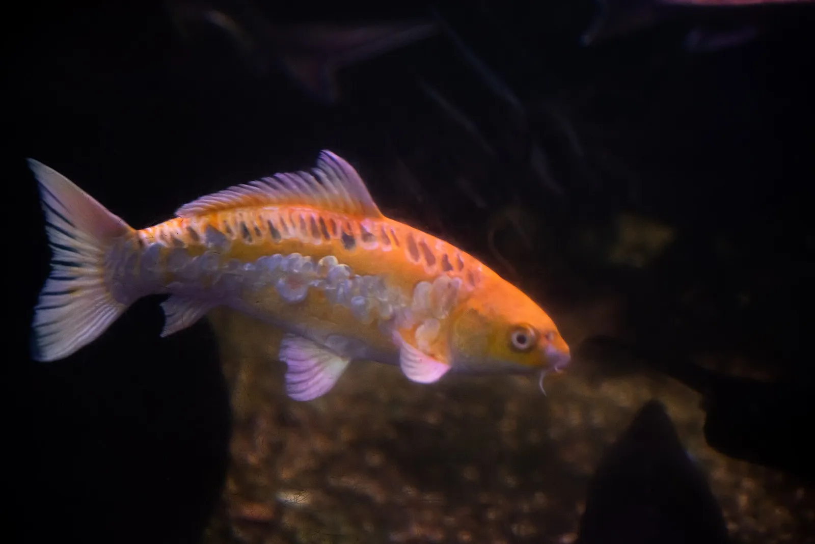 Amur carp (Cyprinus rubrofuscus)