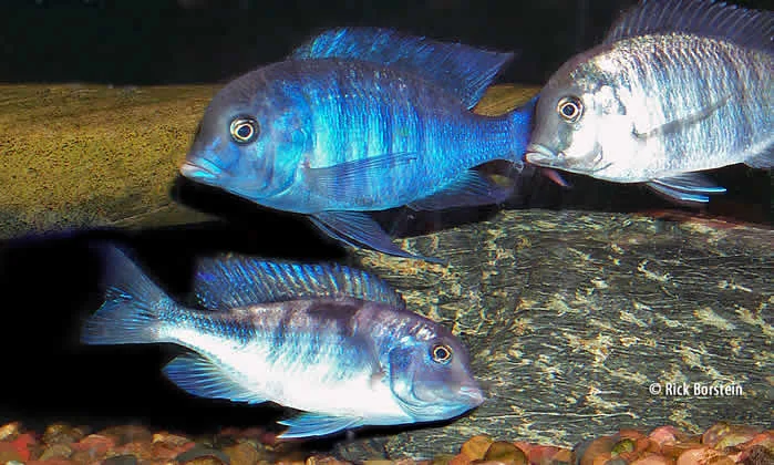 Cyrtocara moorii The Malawi Blue Dolphin