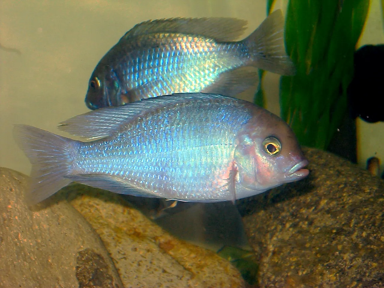 Blue dolphin (Cyrtocara moorii)