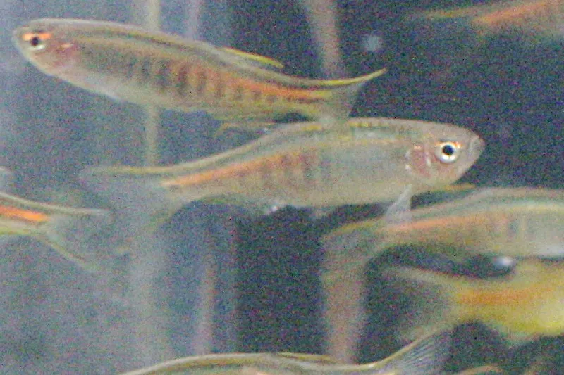 Glowlight danio (Danio choprae)